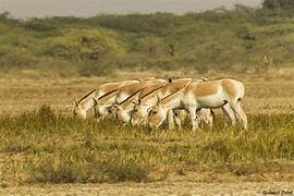 Kutch Wildlife Tour